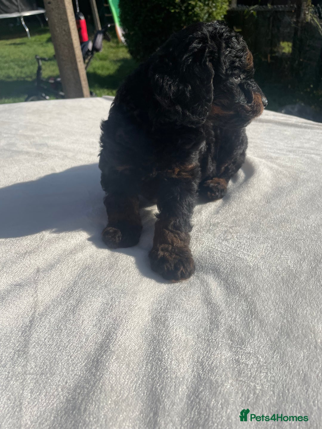 Cockapoo dogs for sale: Cockapoo Ready to leave now💕Only 1 boy left! - Image 22