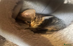 Domestic Shorthair cats for sale: 5 beautiful kittens  - Image 13