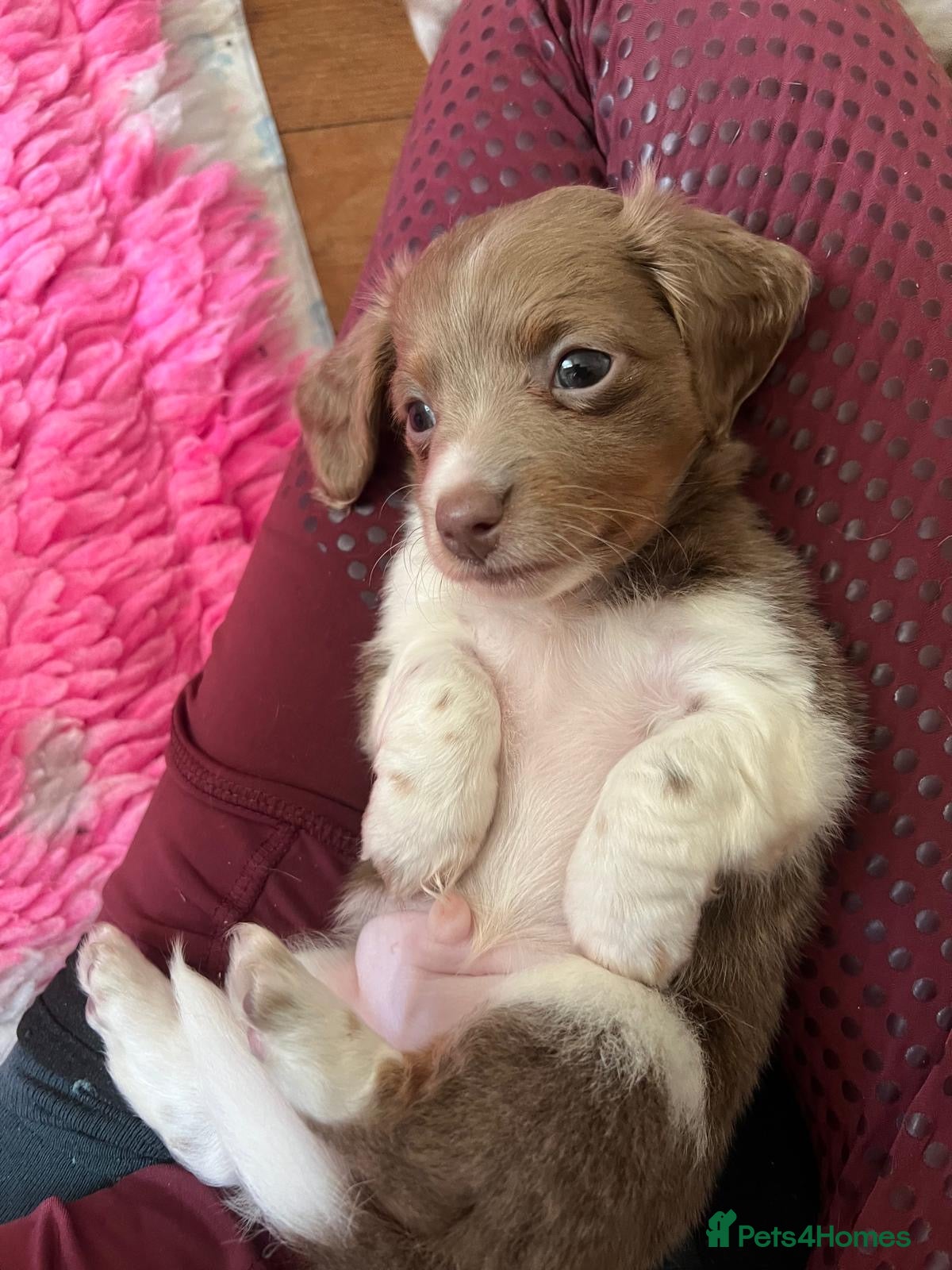 Miniature Dachshund dogs 🌟 ready now 🌟 fluffy 🐾 mini daxis - Advert 1