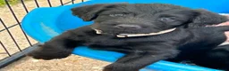 Mixed Breed dogs for sale: Portuguese Water Dog X Labrador - Advert 3