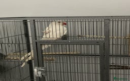 Ringnecks birds for sale: Beautiful pure white Indian ringneck female   - Image 1