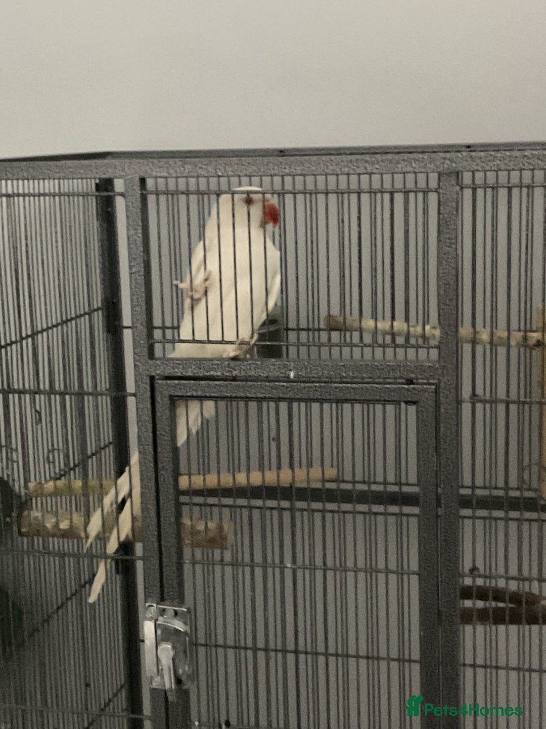 Ringnecks birds for sale: Beautiful pure white Indian ringneck female   - Image 1