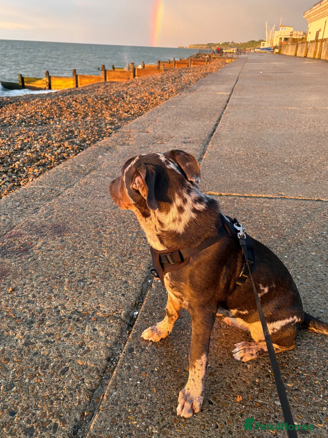 Mixed Breed dogs for sale: German shepherd cross puppy  in Herne Bay - Advert 4