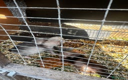 Ferret rodents for sale: home bred ferrets half pole x albino they are grey - Image 4
