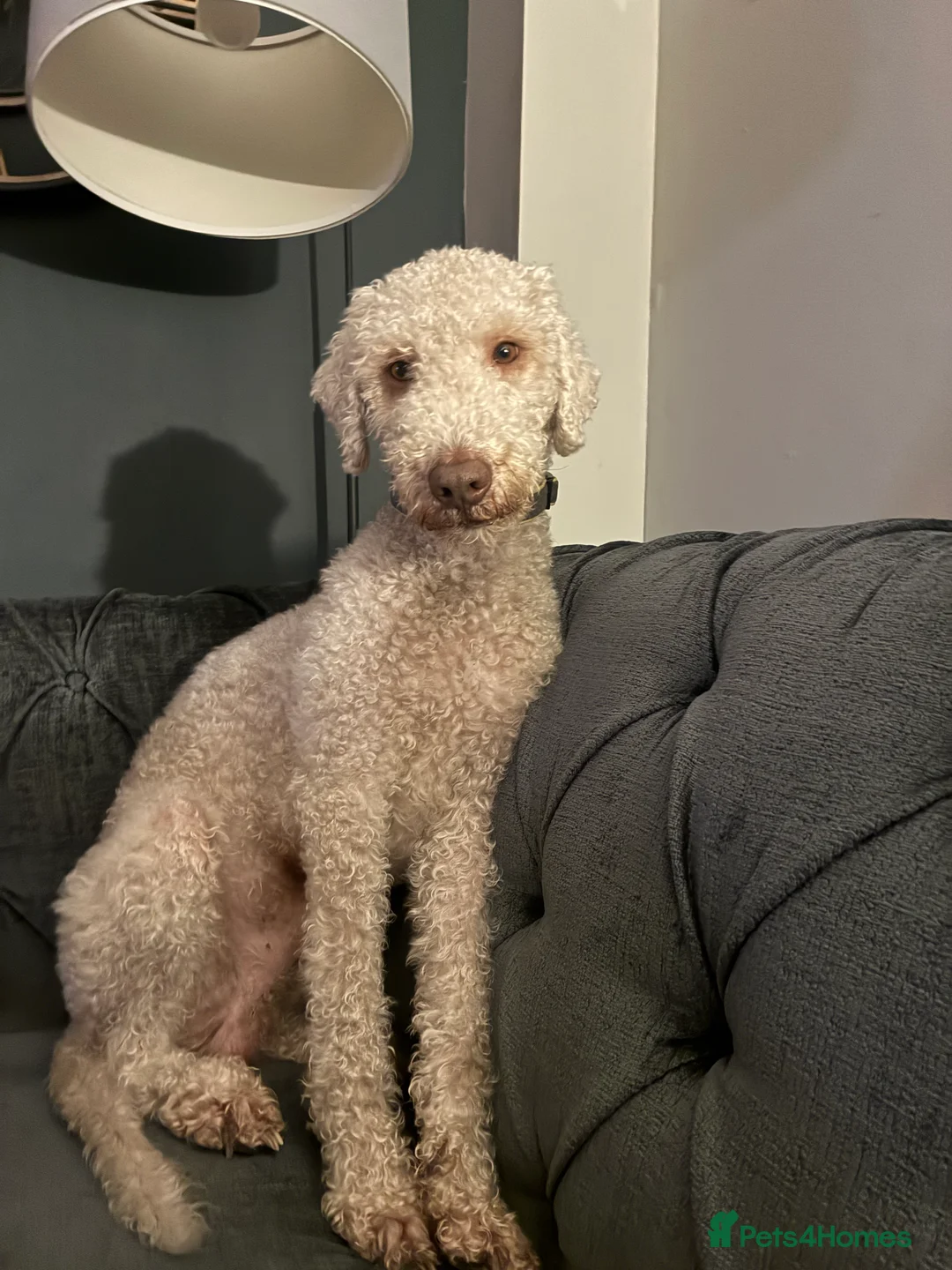 Bedlington Terrier dogs for stud: Bedlington Terrier Stud - Liver - AGE 6 - CT CLEAR in Darlington - Advert 36