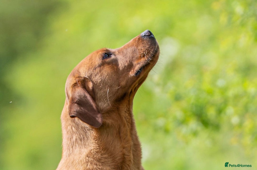 Labrador Retriever dogs for sale: Labrador Retriever Puppies - Raised in Family Home - Advert 29