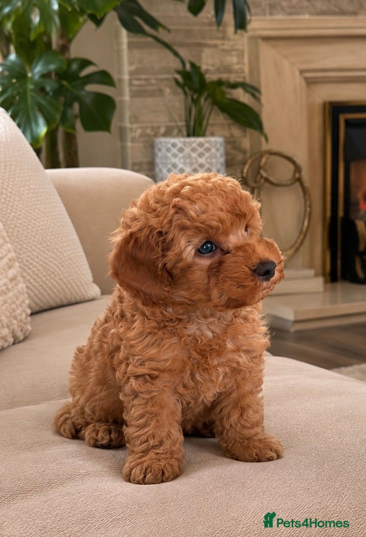 Toy Poodle dogs Beautiful last Toy Poodle/ - Advert 2