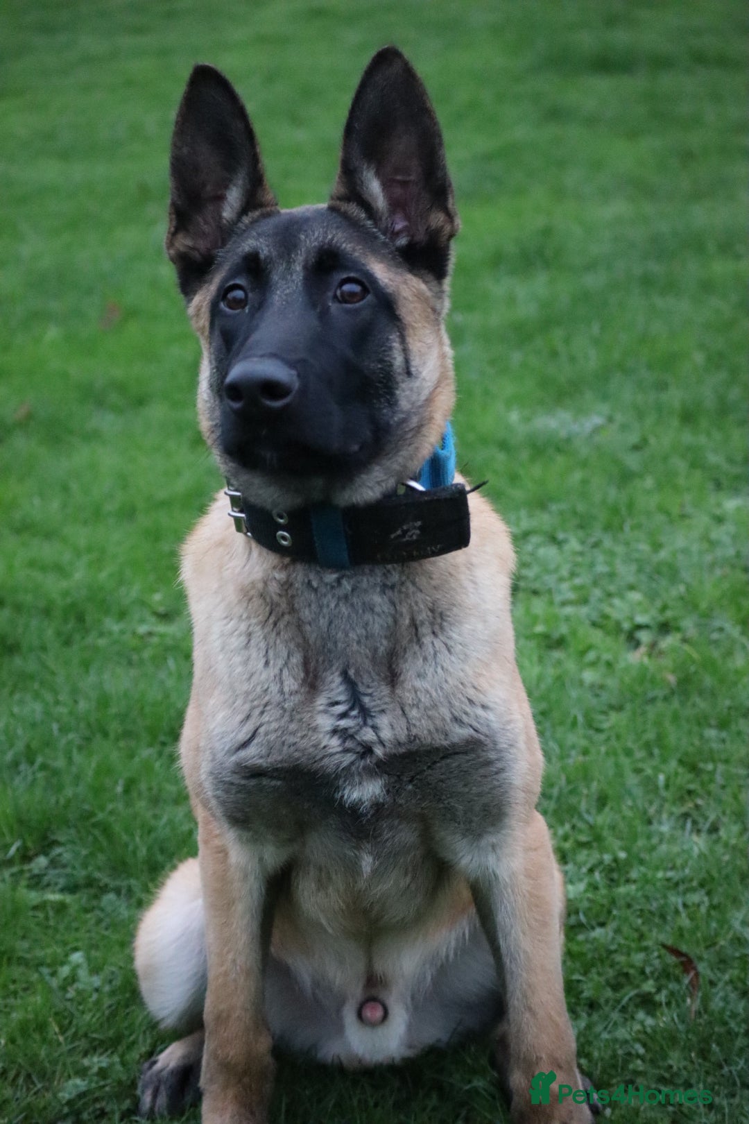 Belgian Shepherd Dog dogs for sale: Big bone malinois male  - Advert 7