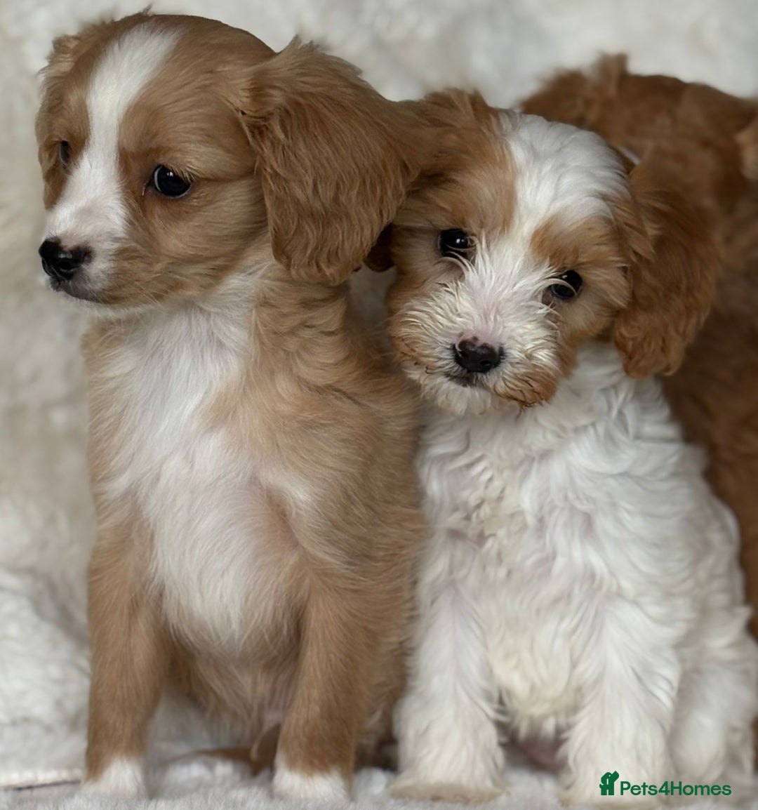 Cavapoo dogs for sale: Beautiful cavapoos - Image 6