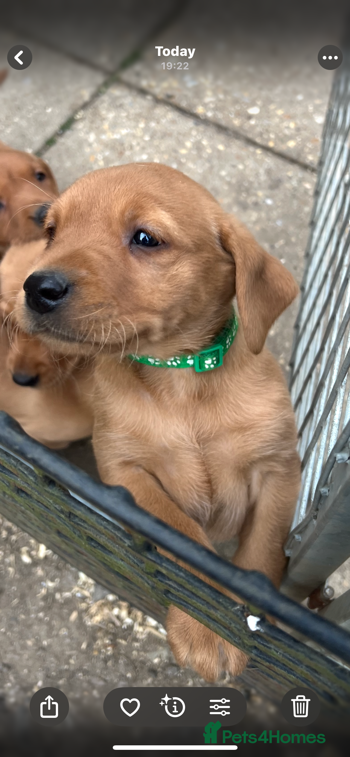 Labrador Retriever dogs for sale: Stunning Fox Red Labrador pups for sale - Advert 25