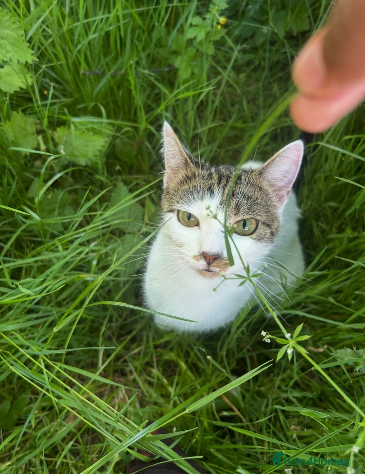 Mixed Breed cats Layla (tabby cat) - Advert 1