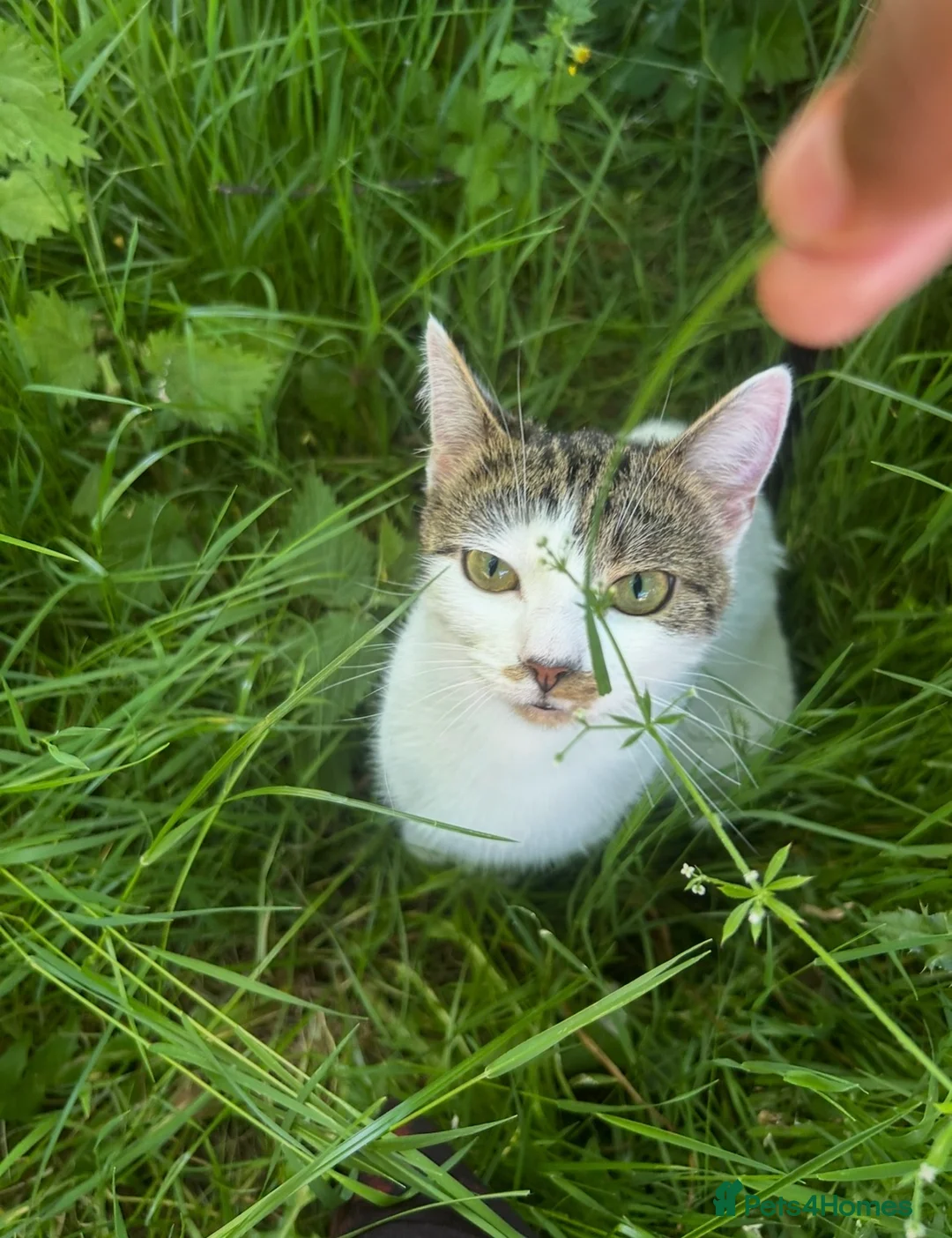 Mixed Breed cats for sale: Layla (tabby cat) in Birmingham - Advert 1