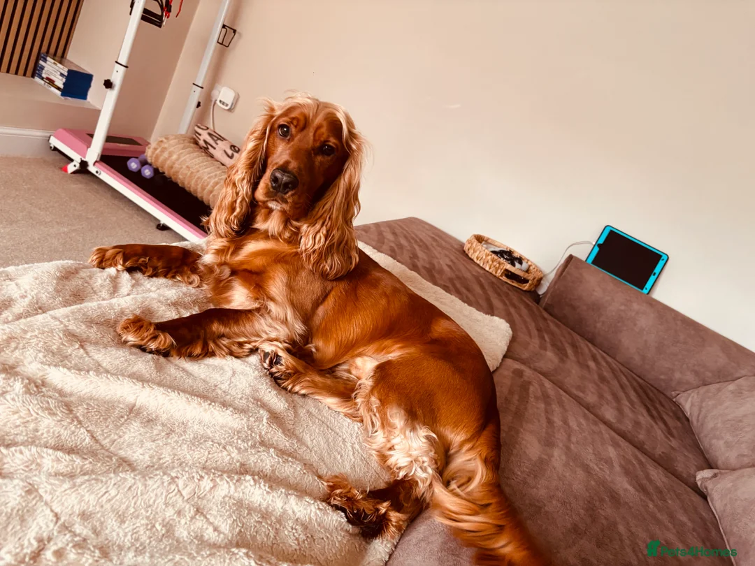 Cocker Spaniel dogs for stud: Proven Beautiful cocker stud available ❤️ - Advert 1