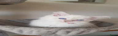 Ragdoll 2