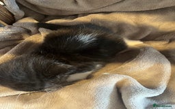 Mixed Breed cats for sale: Beautiful kittens - Image 15