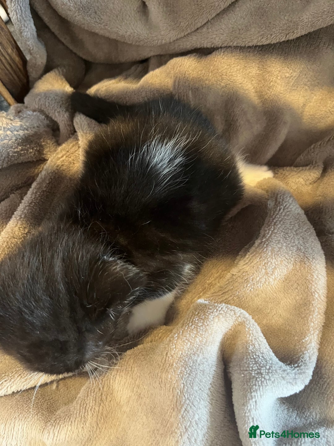 Mixed Breed cats for sale: Beautiful kittens - Image 15