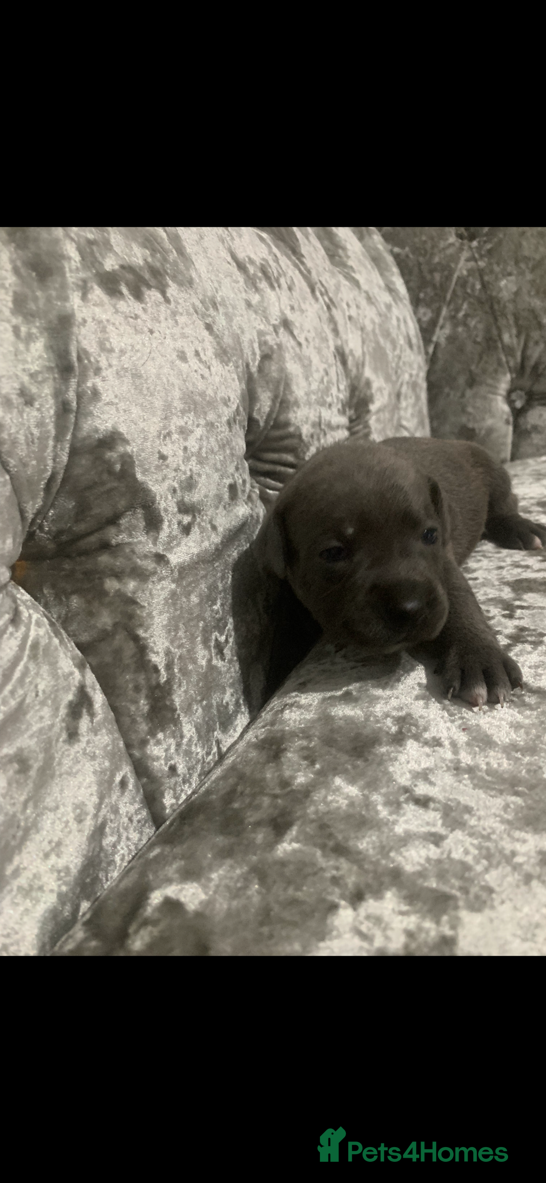 Staffordshire Bull Terrier dogs for sale: KC Reg Staffy Puppies Ready 3rd Dec - Image 4