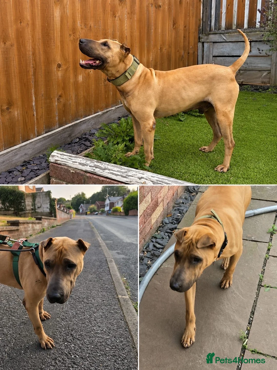 Mixed Breed dogs for adoption: 🚨URGENT🚨PLEASE SAVE SOL  - Advert 2