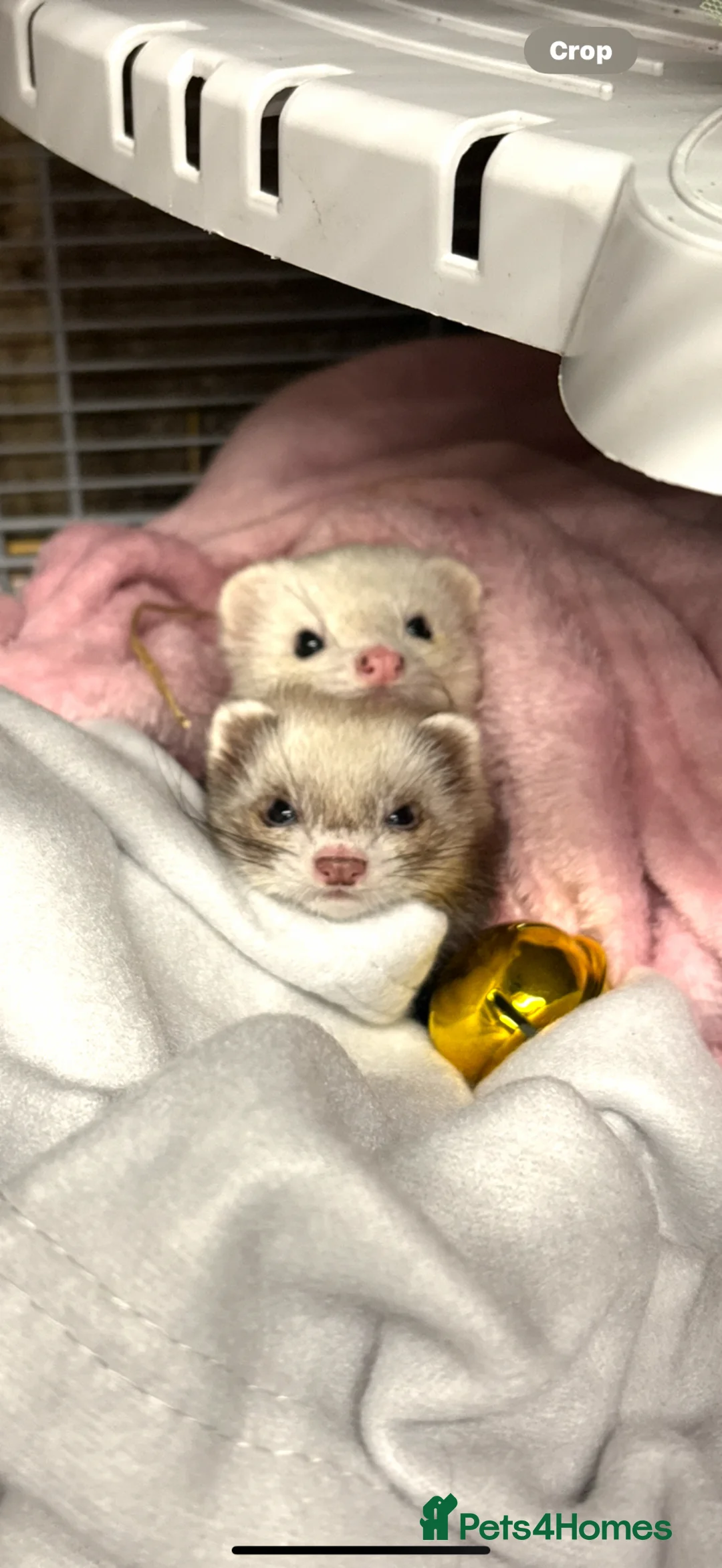 Ferret rodents for sale: Miniature boy ferrets for sale - Advert 2