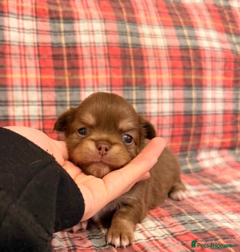 Chihuahua dogs 4 gorgeous longhaired apple head chihuahua pups - Advert 1