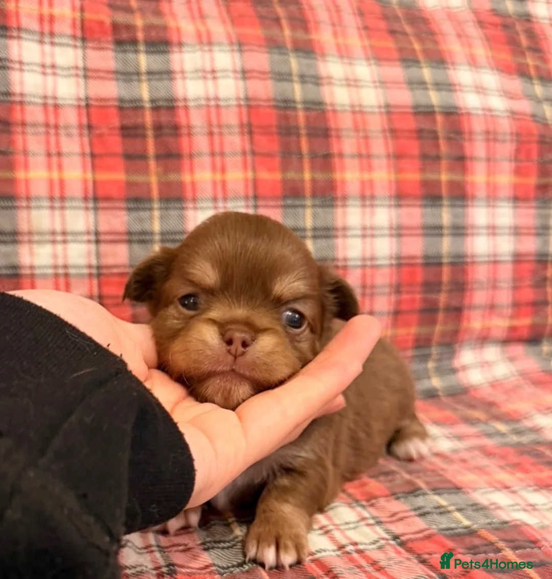 Chihuahua dogs for sale: 4 gorgeous longhaired apple head chihuahua pups - Advert 1