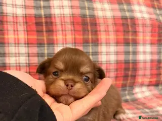 Chihuahua dogs 4 gorgeous longhaired apple head chihuahua pups - Advert 2