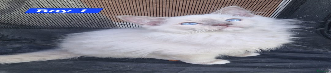 Ragdoll Kitten 1