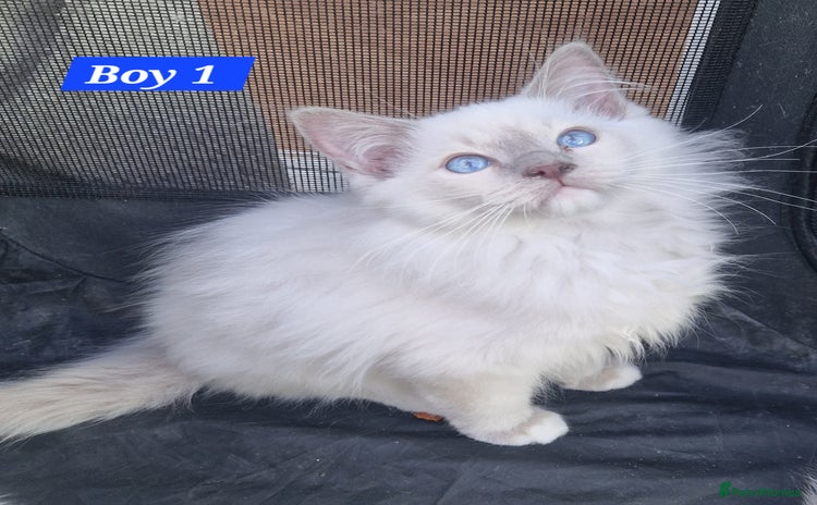 Ragdoll cats - Advert 1