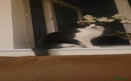 Mixed Breed cats for sale: Hella and Loki - Image 3