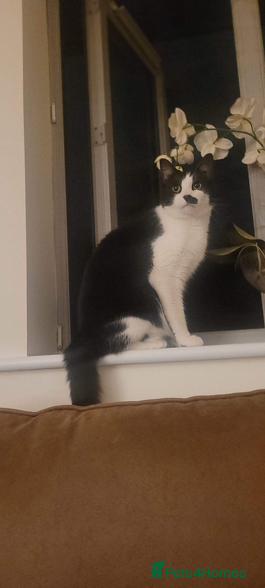 Mixed Breed cats for sale: Hella and Loki - Image 3