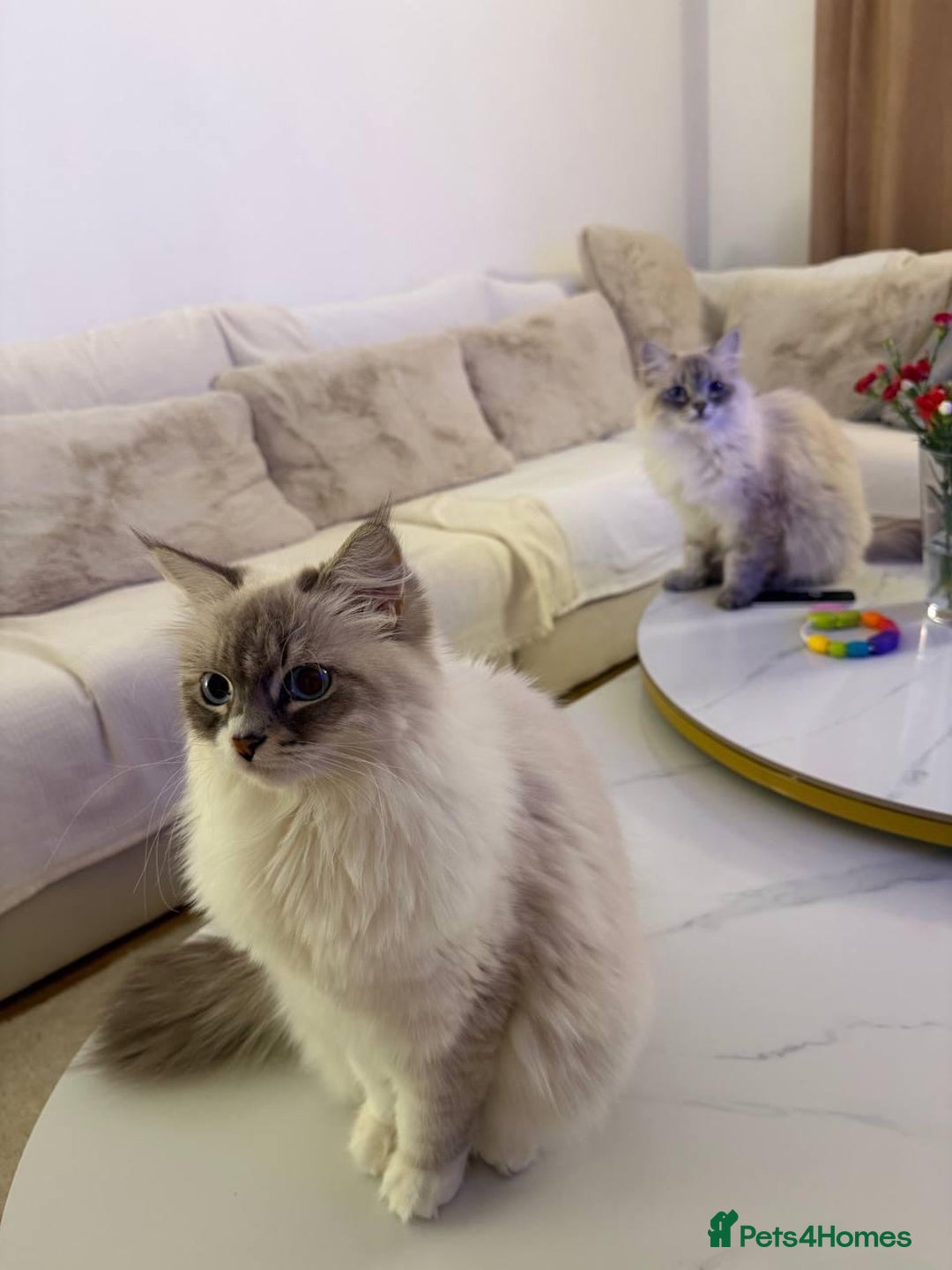 Siberian cats for sale: Rare Siberian Cats Available😻💯 - Advert 16