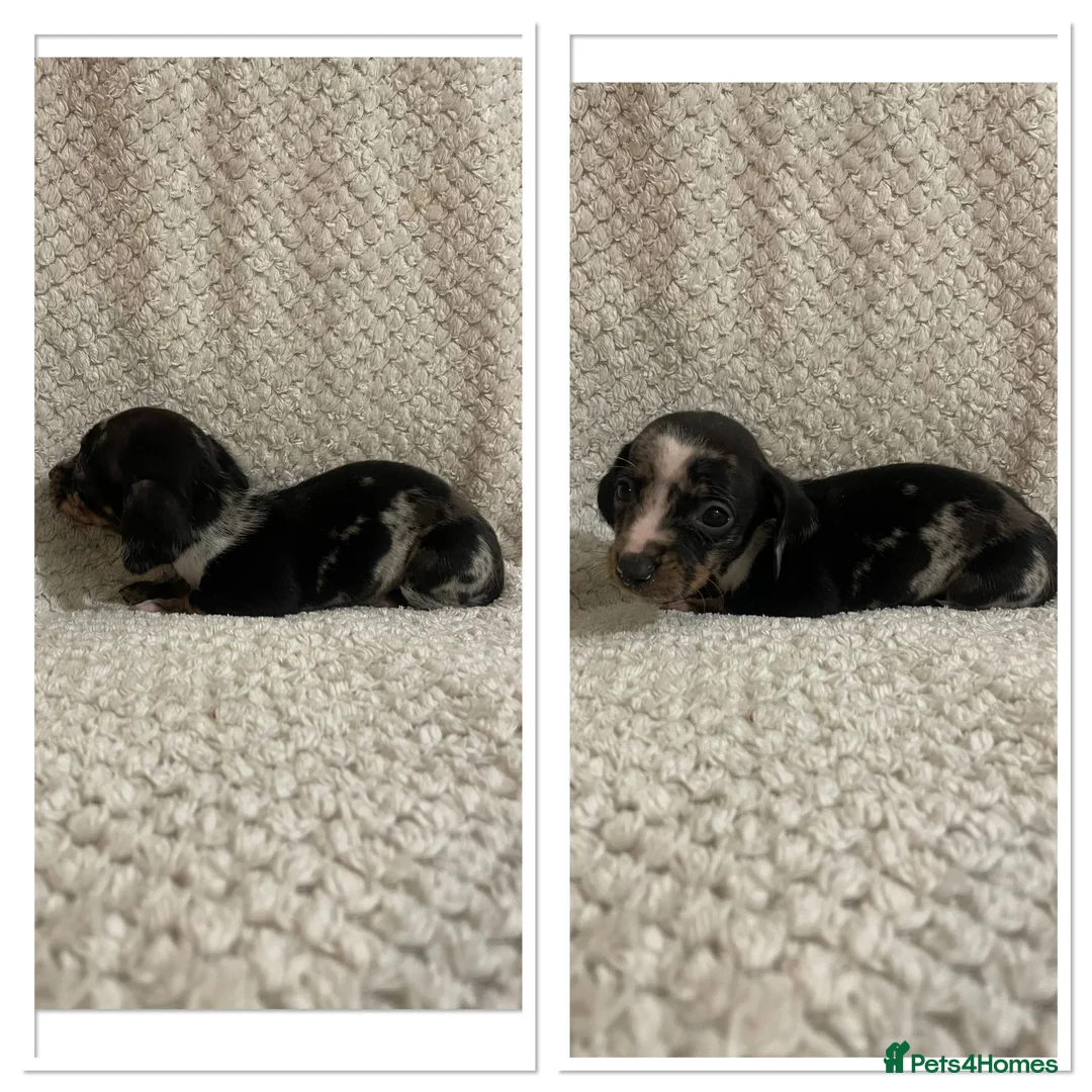 Miniature Dachshund dogs for sale: Miniature dachshund  - Advert 3