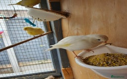 Canaries birds for sale: Canaries  - Image 3
