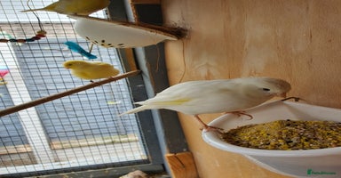 Canaries birds - Advert 6