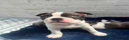 Boston Terrier dogs for sale: Brindle Boston terrier KC puppies  - Advert 21