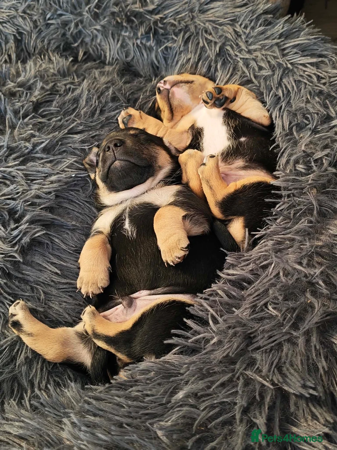 Mixed Breed dogs for sale: Two beautiful jack cross French puppies for sale  in Spennymoor - Advert 4