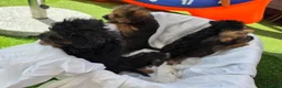 Mixed Breed dogs for sale: Borderpoo vet checked, 1st cross puppies - Advert 11