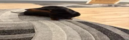 Miniature Dachshund dogs for sale: Miniature Dachshunds  - Advert 14