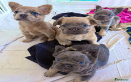 French Bulldog dogs for sale: REDUCED Last Pup! Quality Fluffy 🦁 - READY 🏠 - Advert 7