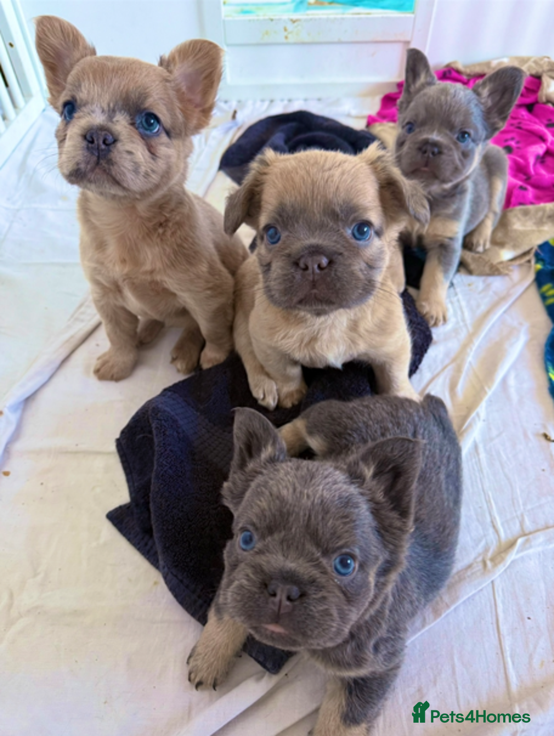 French Bulldog dogs for sale: REDUCED Last Pup! Quality Fluffy 🦁 - READY 🏠 - Advert 7