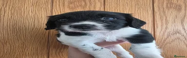 Brown collar