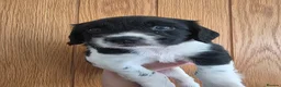 English Springer Spaniel dogs for sale: Stunning litter of English Springer Spaniels  - Advert 6