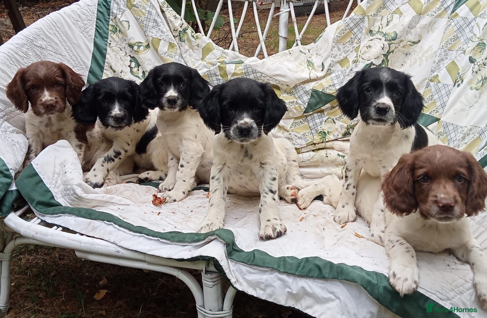 English Springer Spaniel dogs Ready now!KC Registered English Springer Spaniels  - Advert 1