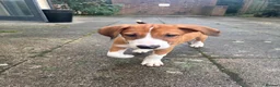 Border Collie dogs for sale: Cute collie  in Larkhall - Advert 3