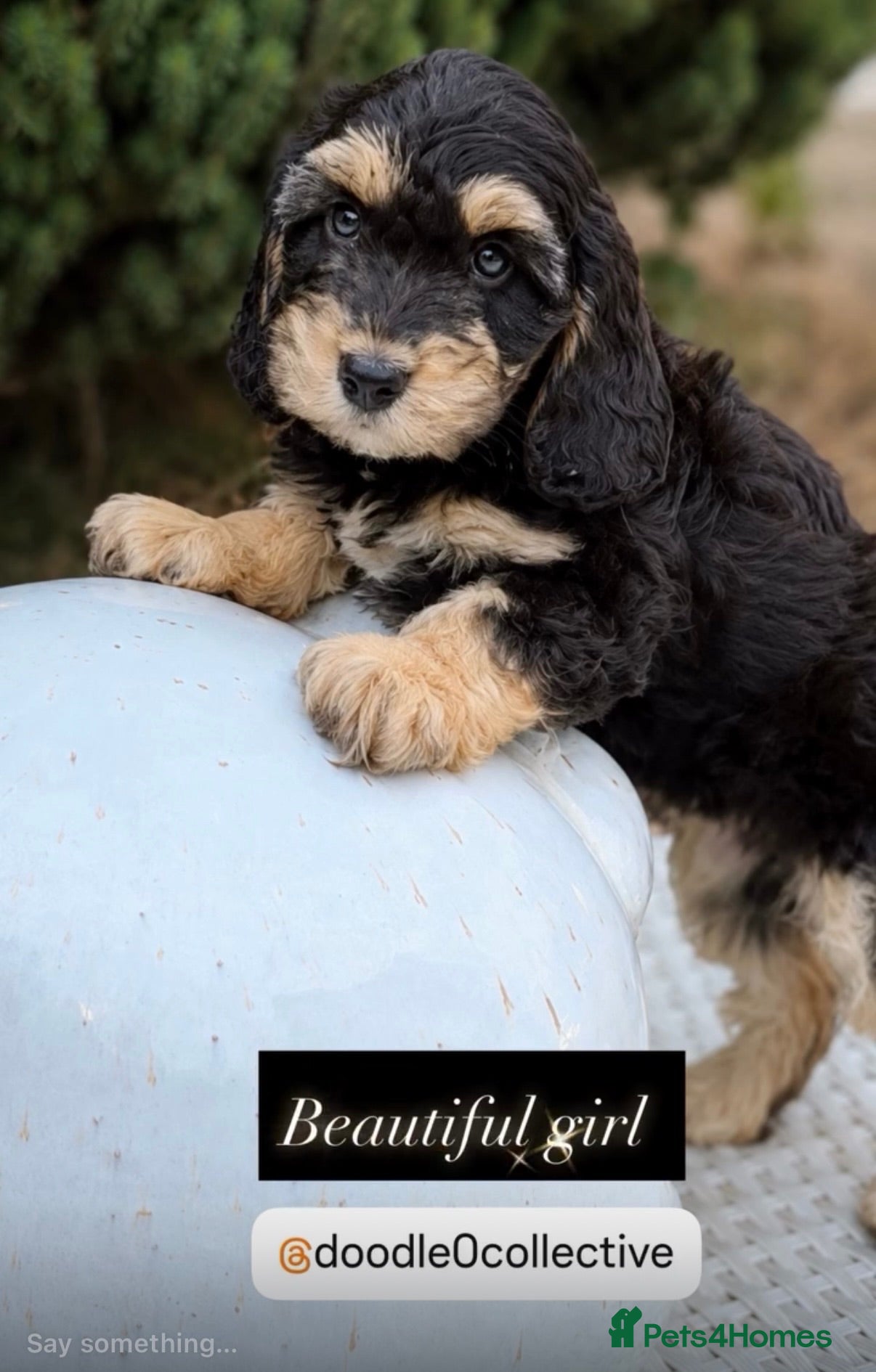 Cockapoo dogs Stunning unusual cockapoos  - Advert 2