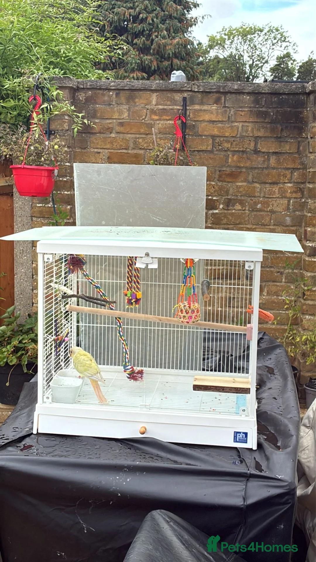 Conures birds for sale: Young hand reared super take green cheek conure  in London - Advert 8
