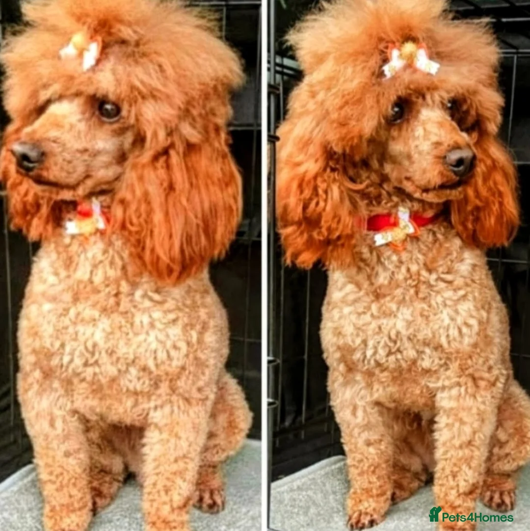 Toy Poodle dogs for stud: TOY & MINIATURE BOY'S FOR STUD  in Iver - Advert 8