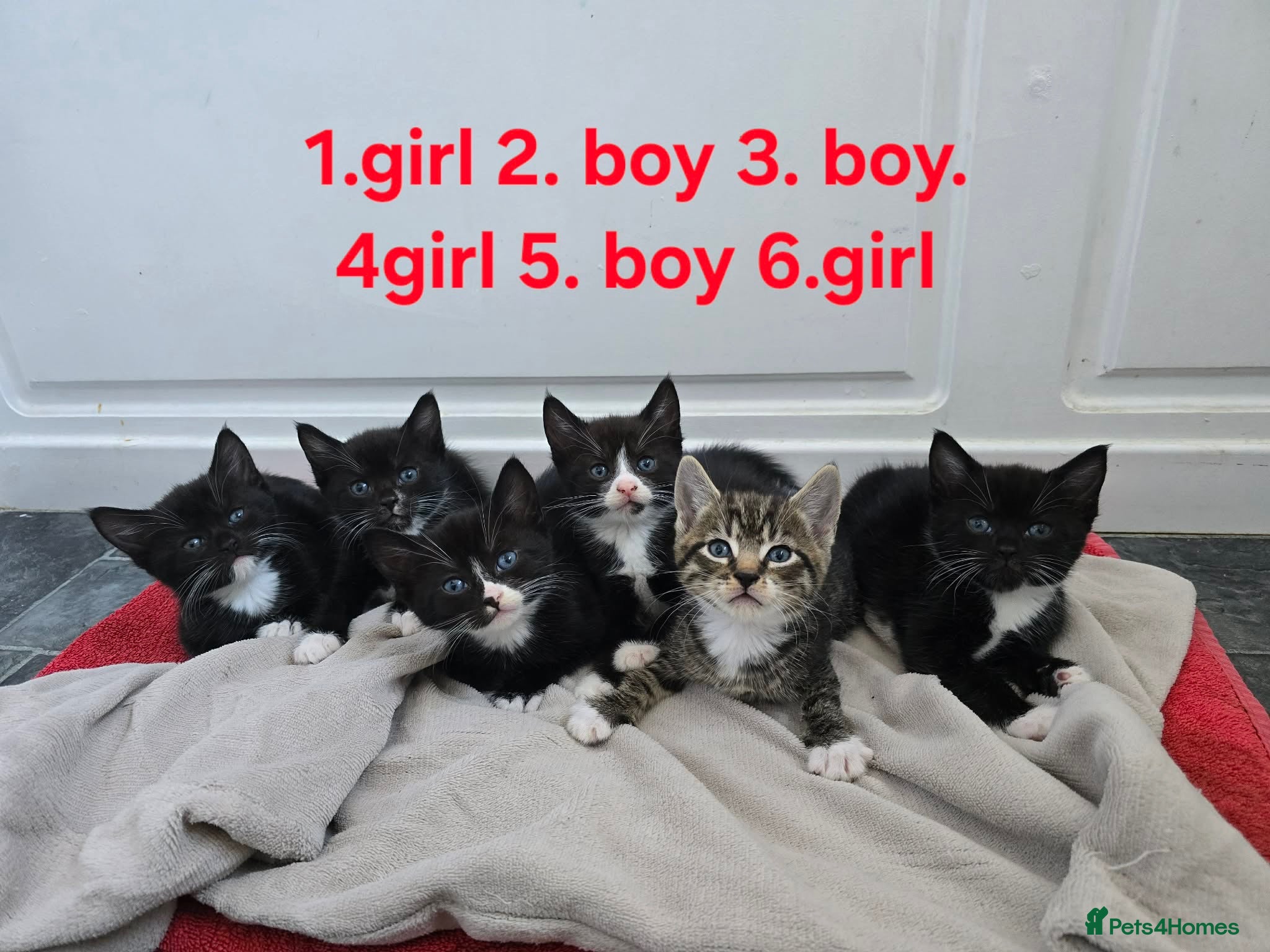 European cats Lovely kittens not black all tabby  - Advert 2