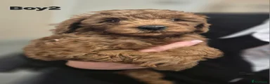 Cavapoo 2