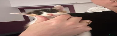 Kitten 1